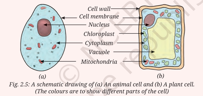 A schematic drawing of (a) An animal cell and (b) A plant cell. 
(The colours are to show different parts of the cell)